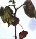 ޻ή3