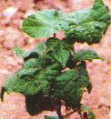 ޻ή4