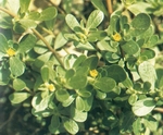 RX{1