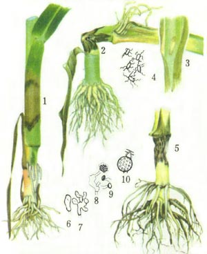 o(ݲ)ֲͼֲȫؾаl؈Ĳԭȫһ£砵(Fusrium)ЎׂNù(Pythium)